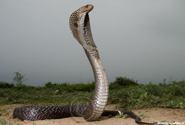 روغن مار برای رشد مو و تقویت و براقی مو هندی 200 میل - Image 2